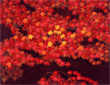 Paths-Autumnal tints